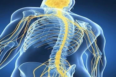 Spinal Cord Injury Rehabilitation